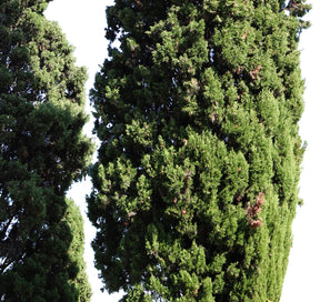 Cupressus-sempervirens-Group - cutout trees