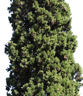 Cupressus-sempervirens-Group - cutout trees