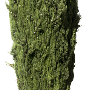Cupressus sempervirens - cutout trees