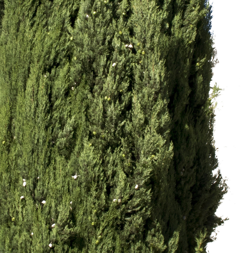 Cupressus sempervirens - cutout trees
