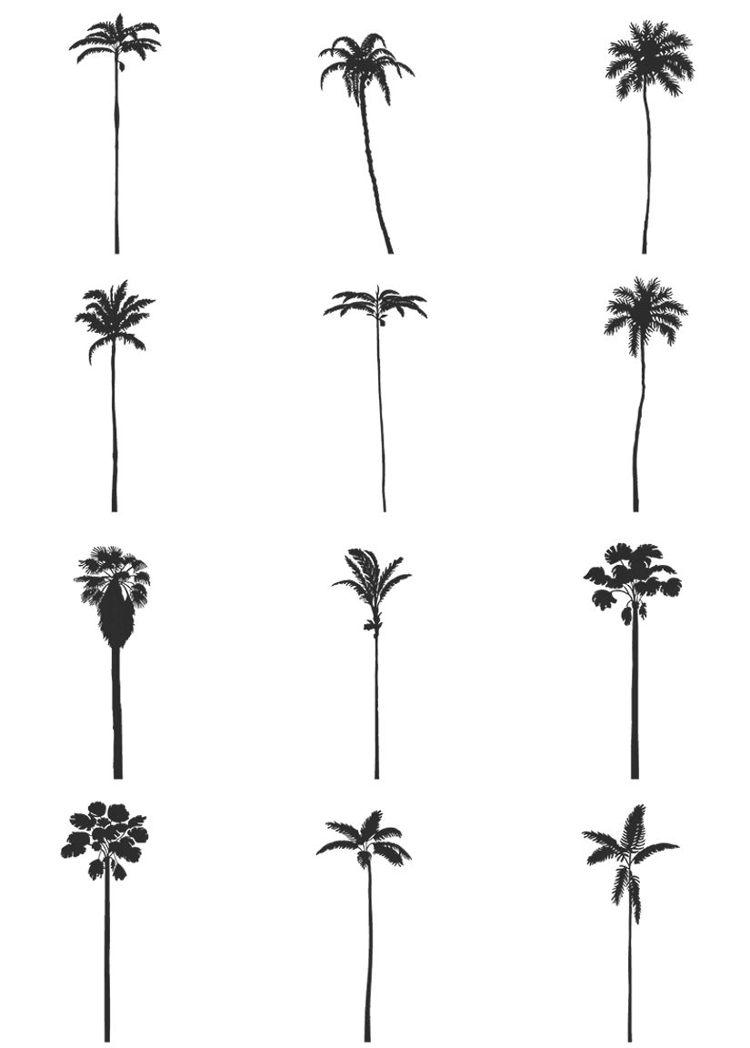 DWG Vectorial 5 - Palm Trees - cutout trees