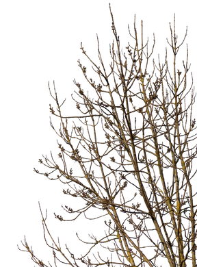 Deciduous Tree Winter VI - cutout trees