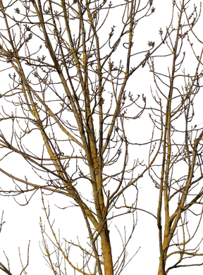 Deciduous Tree Winter VI - cutout trees