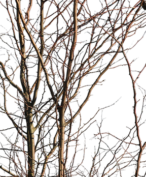 Deciduous Tree Winter V - cutout trees
