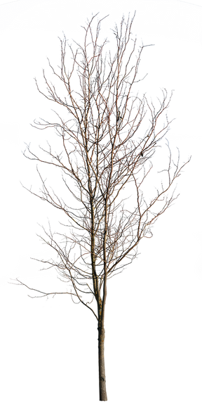Deciduous Tree Winter V - cutout trees
