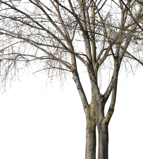 Deciduous-trees-Group-Winter-II - cutout trees