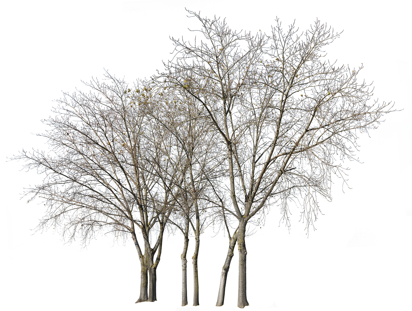 Deciduous-trees-Group-Winter-II - cutout trees