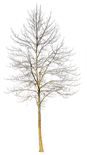 Deciduous Tree Winter III - cutout trees