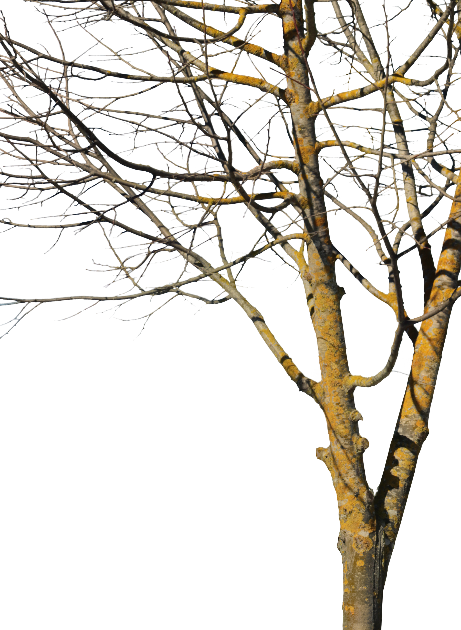 Deciduous Tree Winter IX - cutout trees