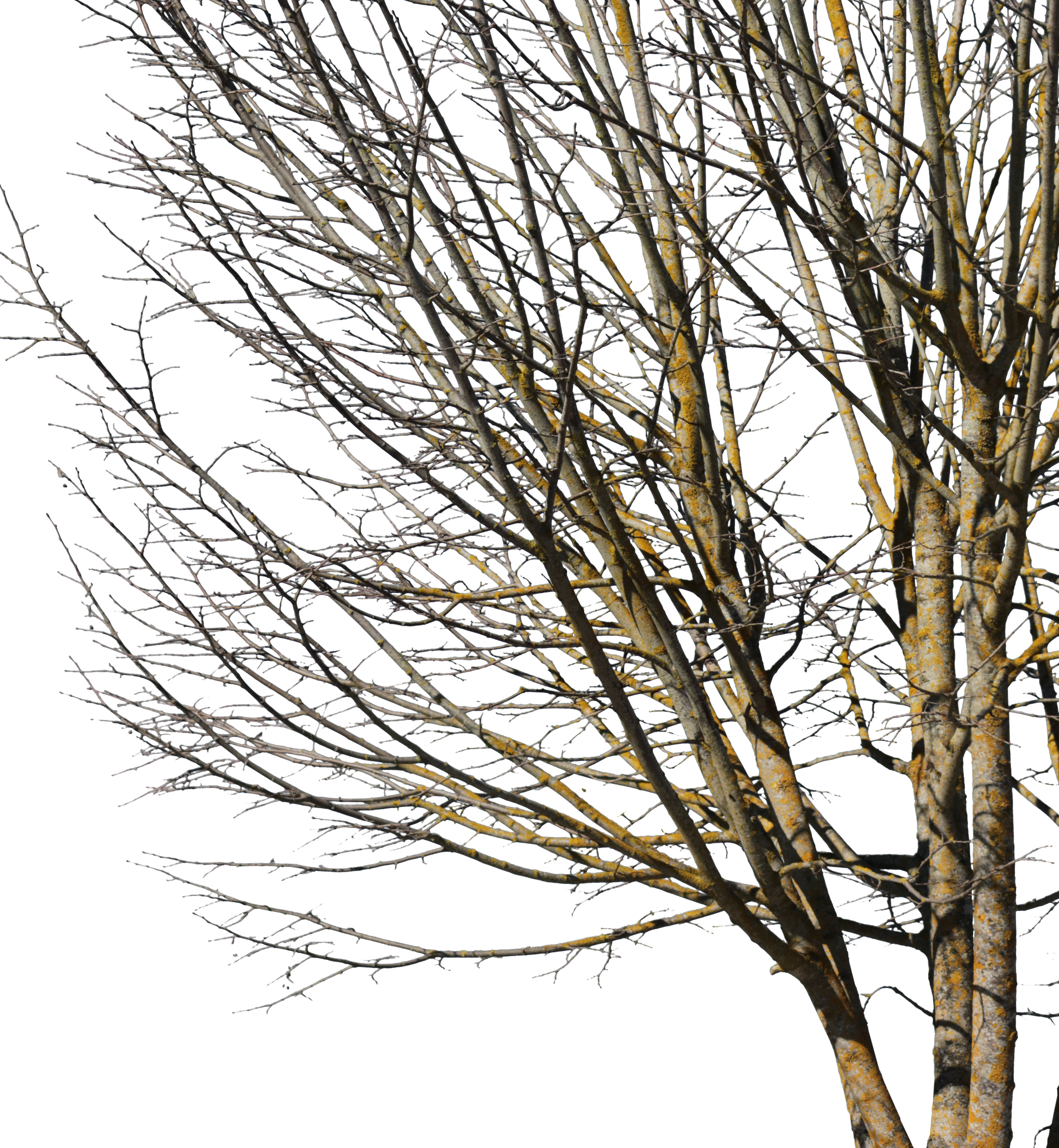 Deciduous Tree Winter VII - cutout trees