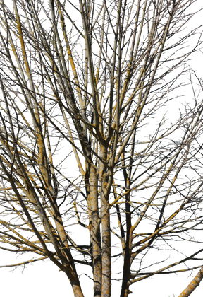 Deciduous Tree Winter VII - cutout trees