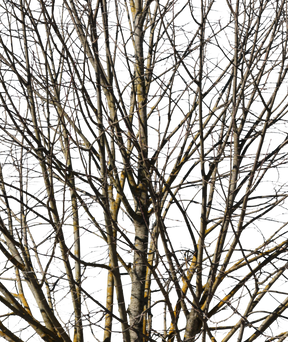 Deciduous Tree Winter VIII - cutout trees