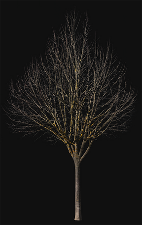 Deciduous Tree Winter VIII - cutout trees