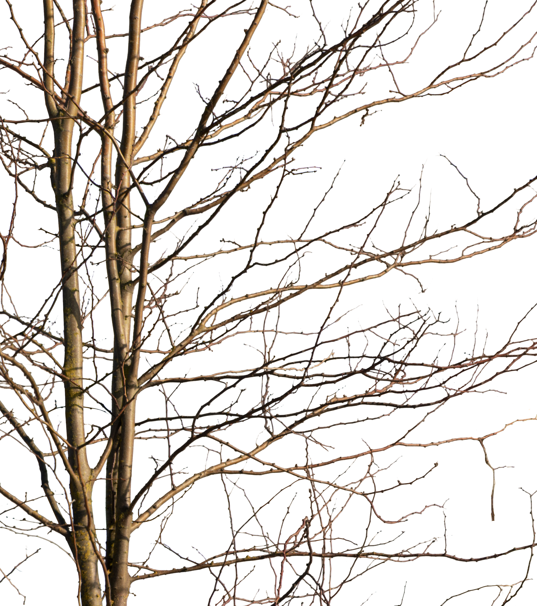Deciduous Tree Winter IV - cutout trees