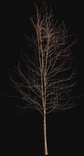 Deciduous Tree Winter IV - cutout trees