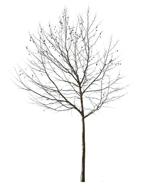 Deciduous Tree Winter II - cutout trees