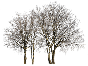 Deciduous-trees-Group-Winter-IV - cutout trees