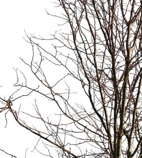 Deciduous-trees-Group-Winter - cutout trees