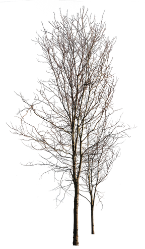 Deciduous-trees-Group-Winter - cutout trees