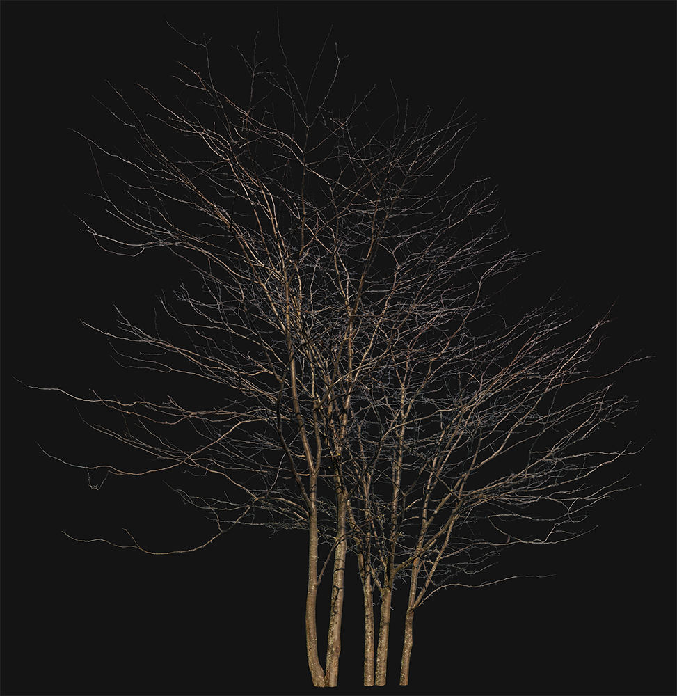 Deciduous-trees-Group-Winter-III - cutout trees