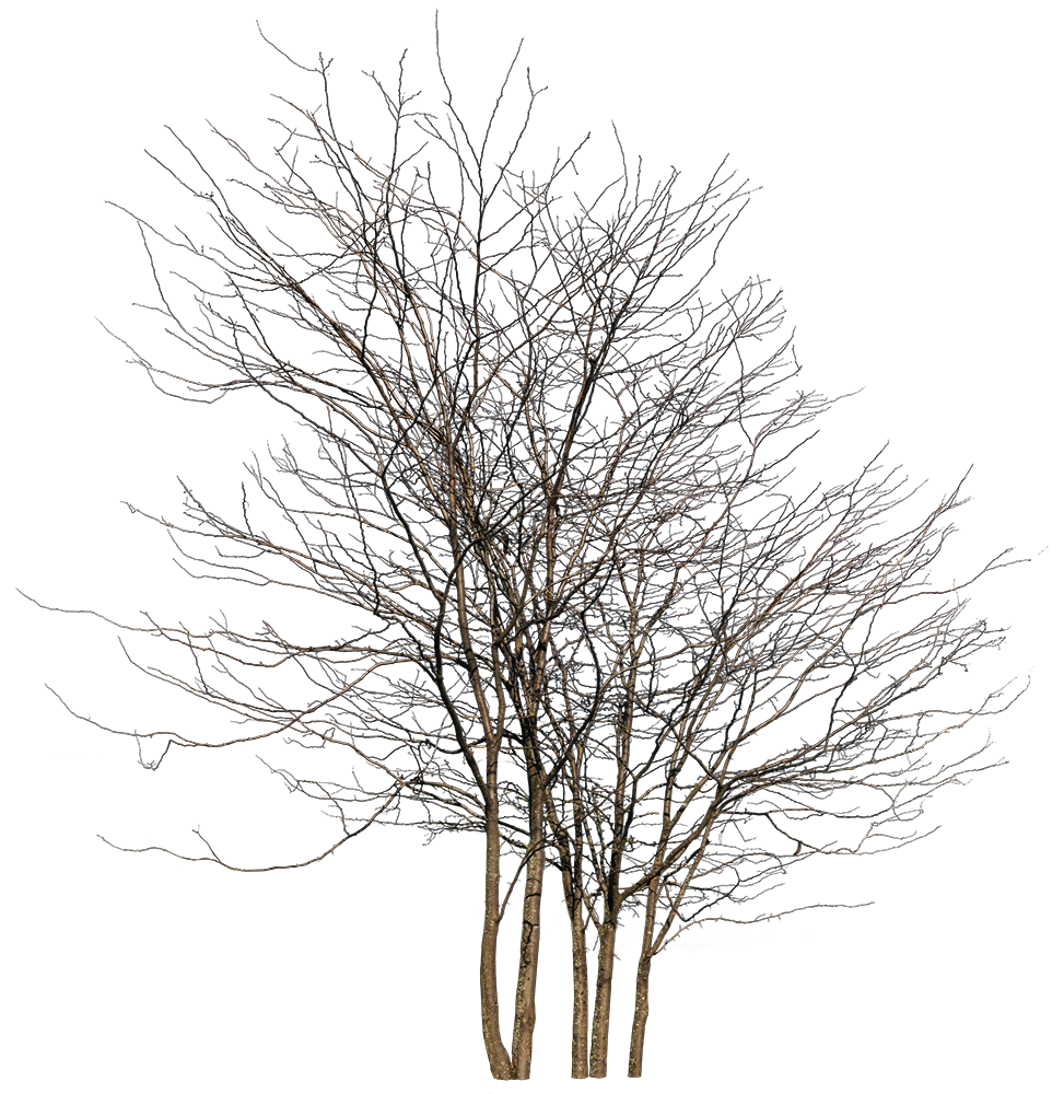 Deciduous-trees-Group-Winter-III - cutout trees