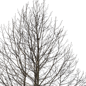 Deciduous Tree Winter I - cutout trees