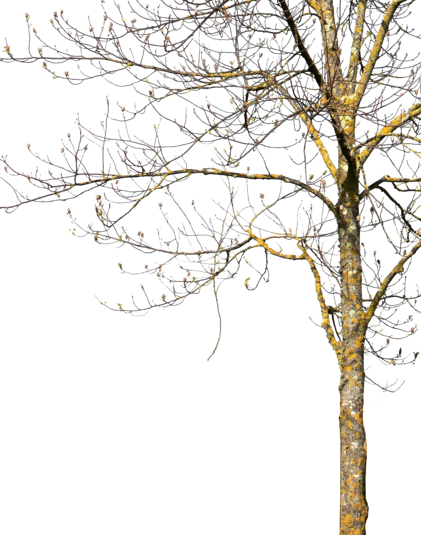 Deciduous Tree Winter III - cutout trees