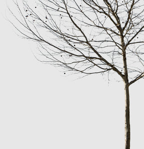 Deciduous Tree Winter II - cutout trees