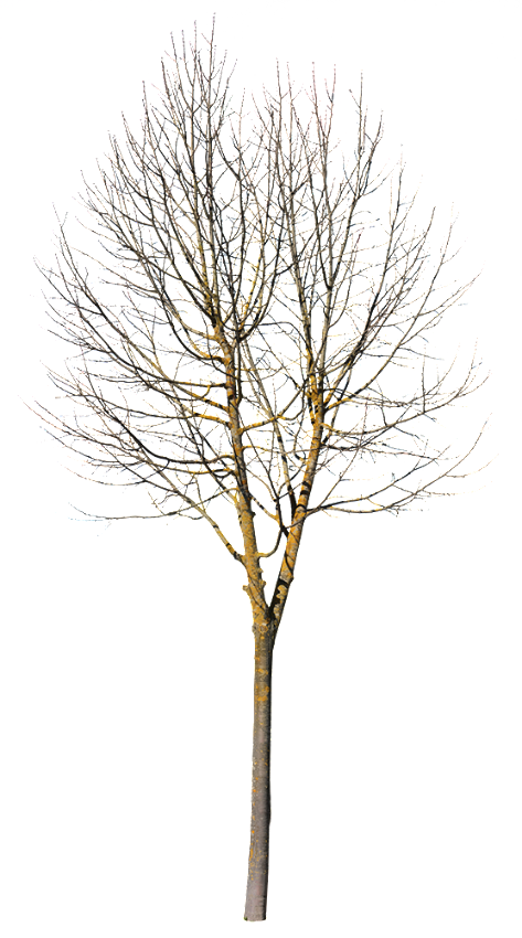 Deciduous Tree Winter IX - cutout trees