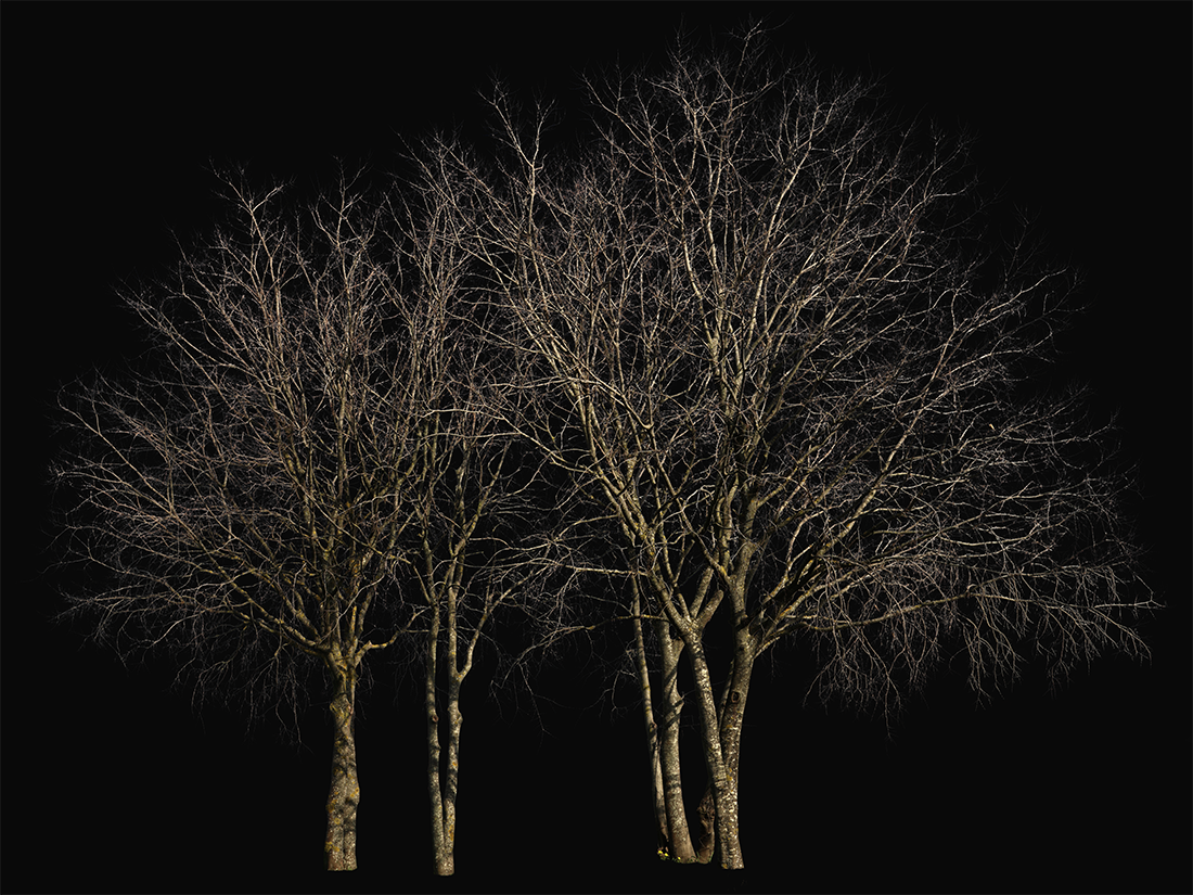 Deciduous-trees-Group-Winter-IV - cutout trees