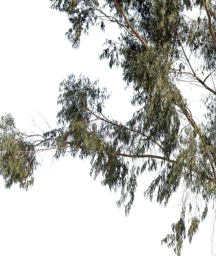 Eucalyptus globulus - cutout trees