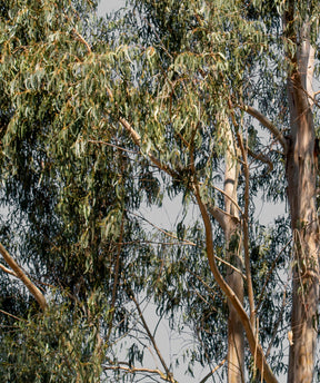 Eucalyptus globulus - cutout trees