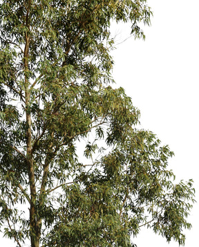 Eucalyptus globulus II - cutout trees