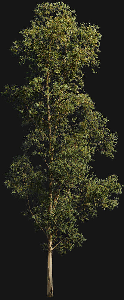 Eucalyptus globulus II – Cutout|trees