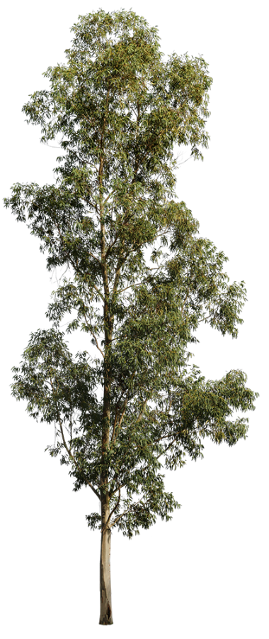 Eucalyptus globulus II - cutout trees