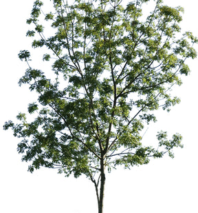 Fraxinus excelsior II - cutout trees