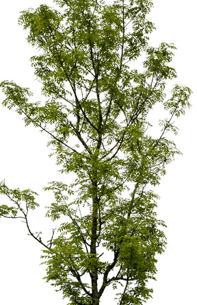 Fraxinus excelsior - cutout trees