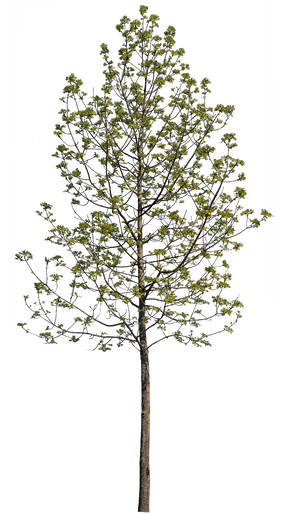 Fraxinus excelsior S01