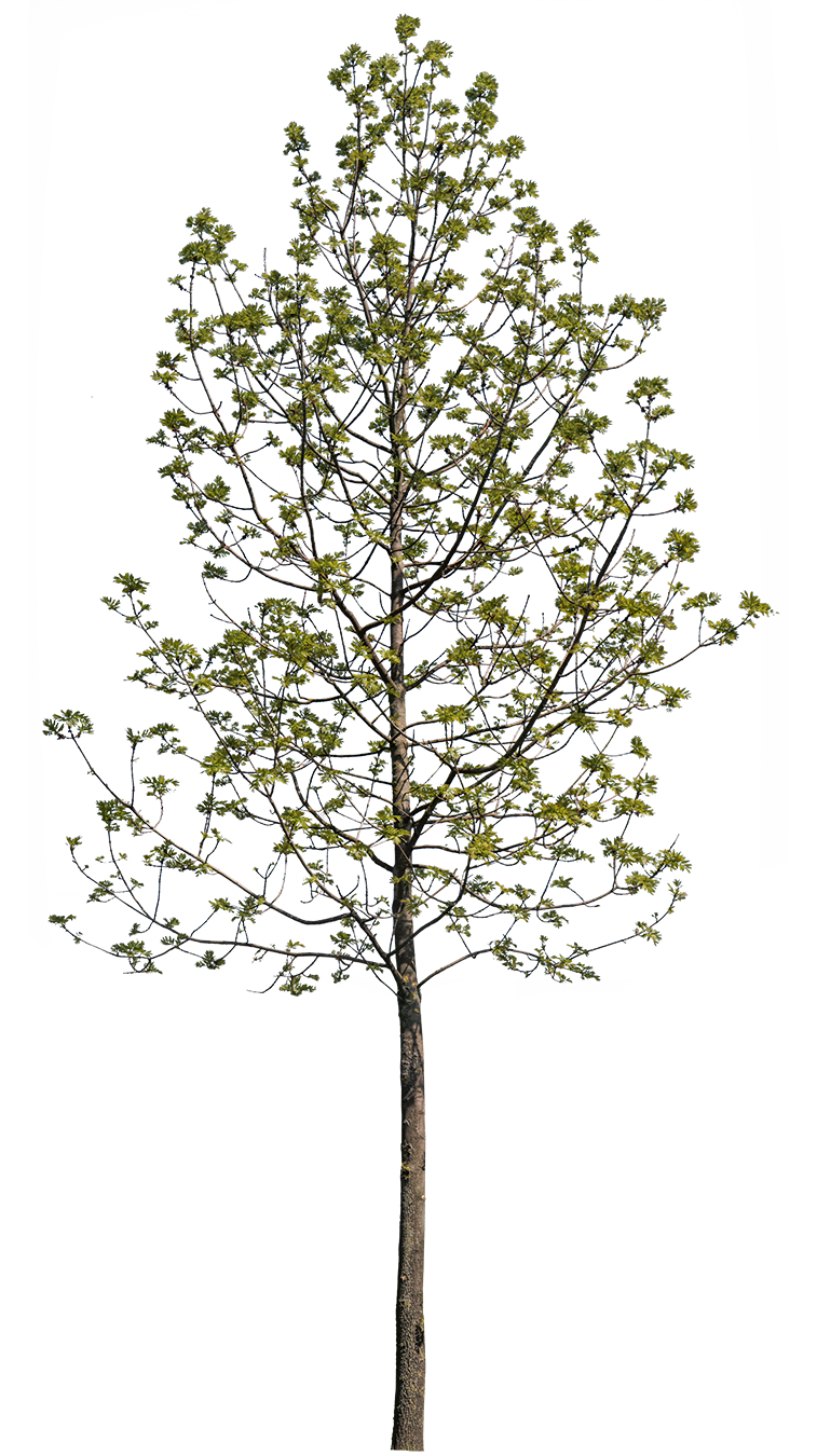 Fraxinus excelsior S01