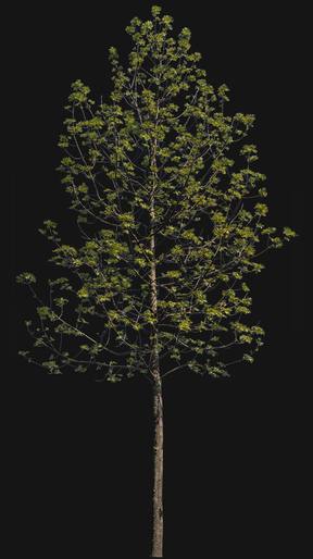 Fraxinus excelsior S01