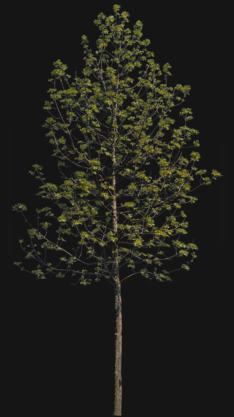 Fraxinus excelsior S01