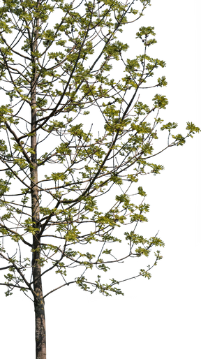Fraxinus excelsior S01