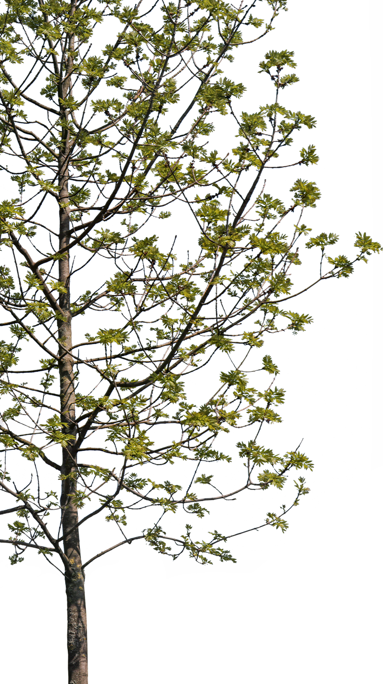 Fraxinus excelsior S01