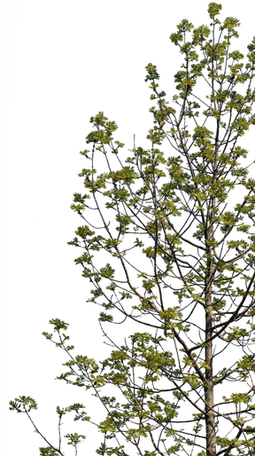 Fraxinus excelsior S01