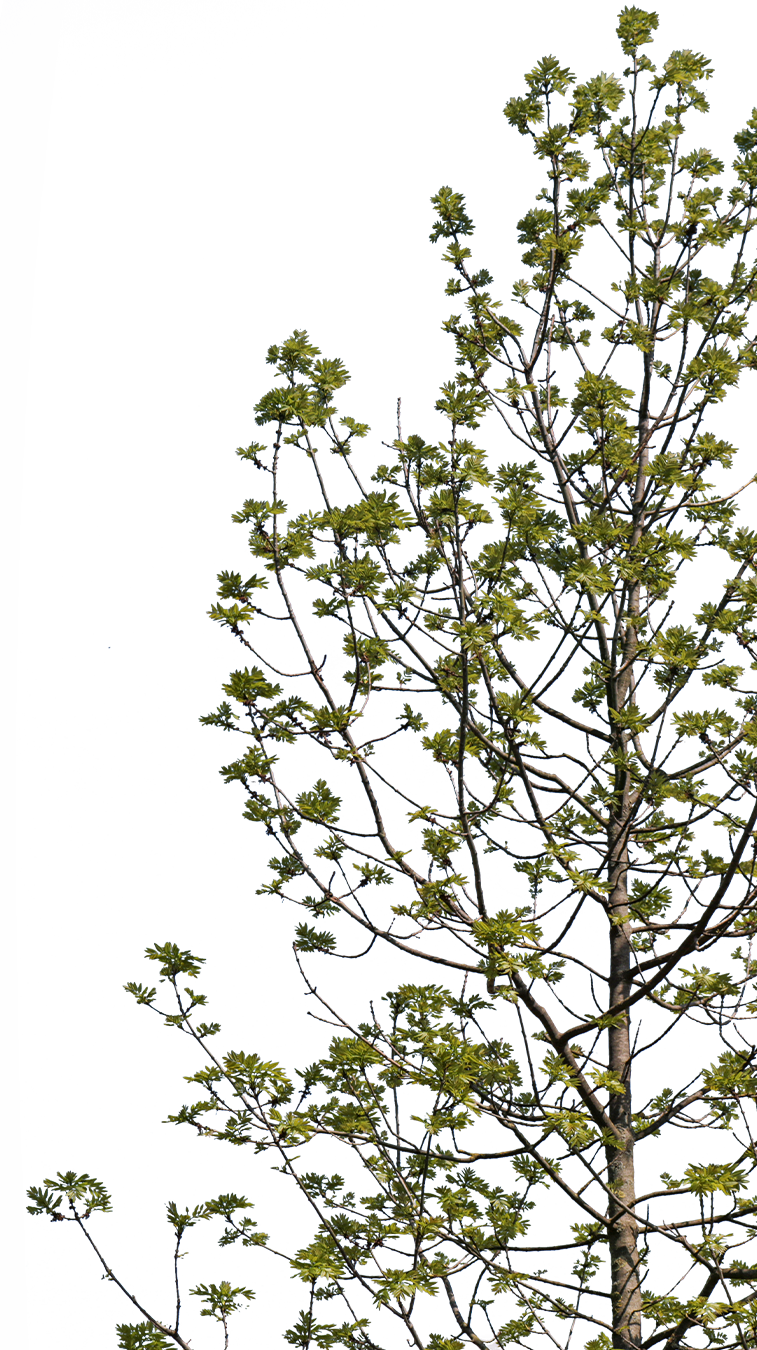 Fraxinus excelsior S01