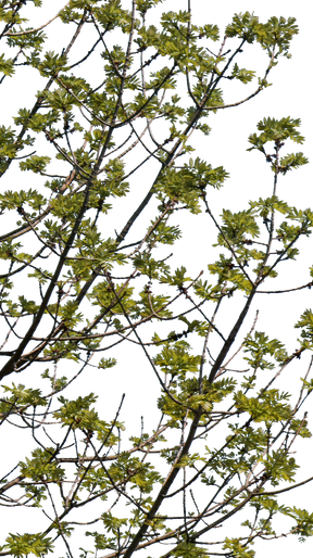 Fraxinus excelsior S01