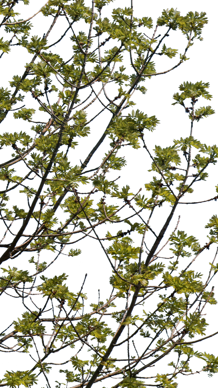 Fraxinus excelsior S01