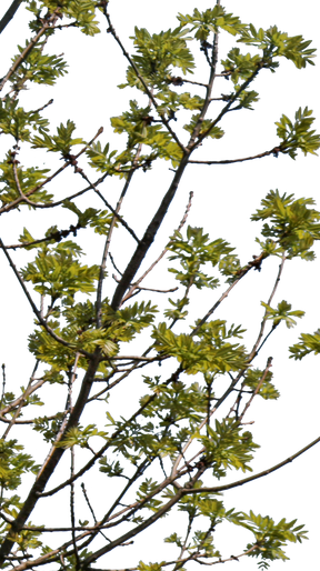 Fraxinus excelsior S01