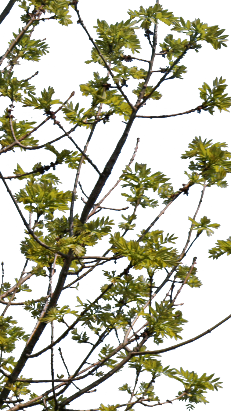 Fraxinus excelsior S01