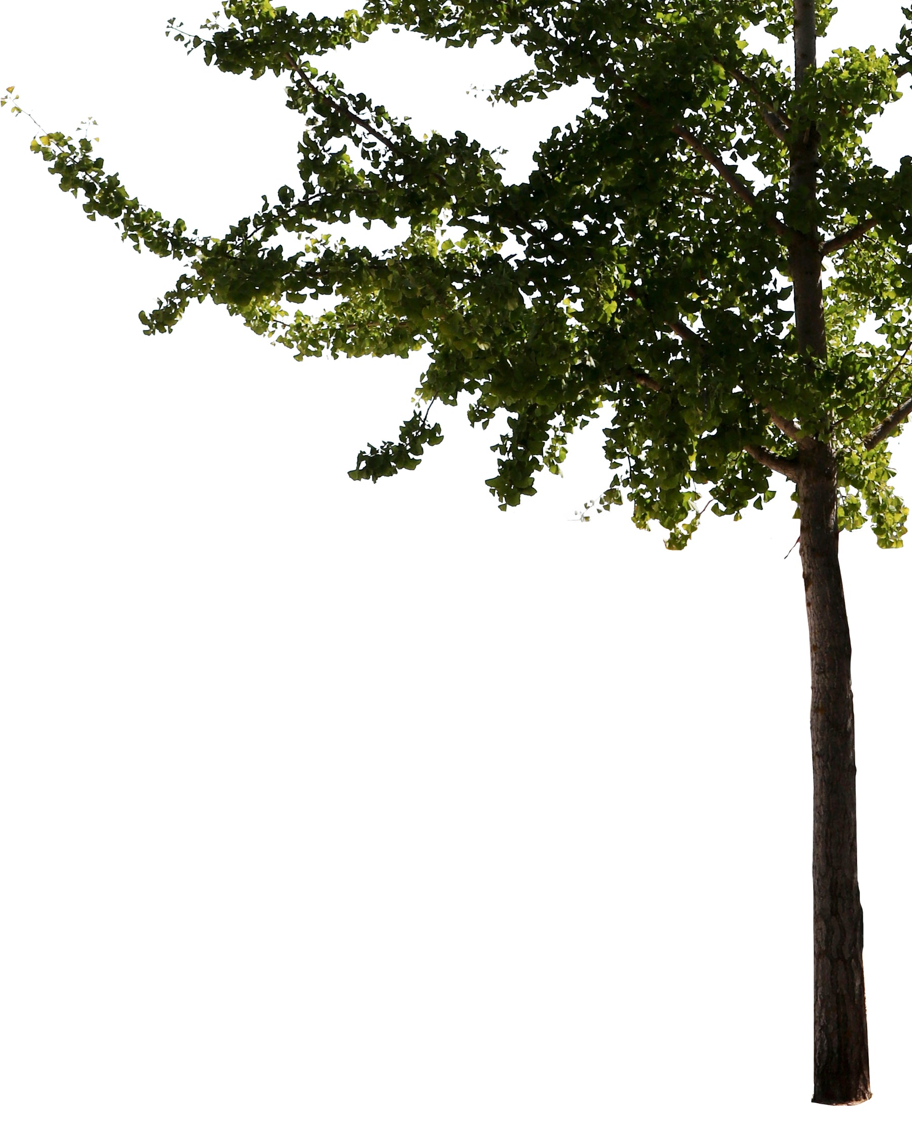 Ginkgo biloba III - cutout trees